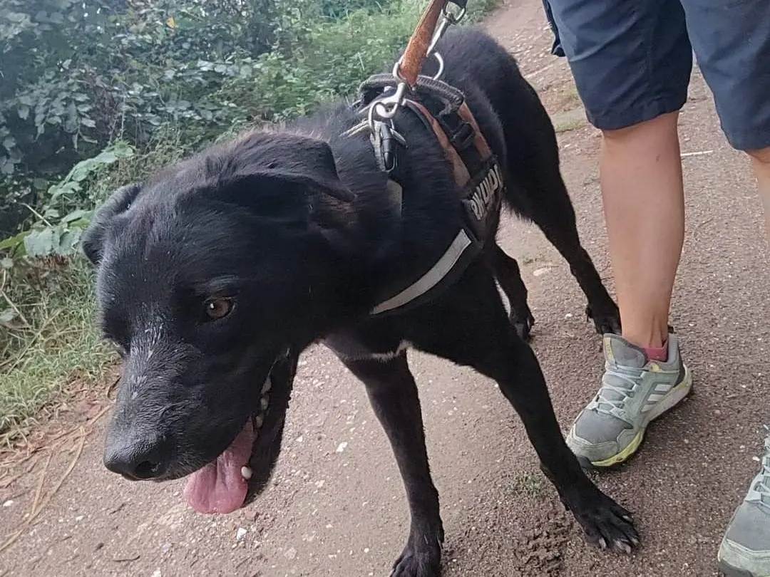 Adotta un cane, maschio, 6 anni e 6 mesi, Napoli