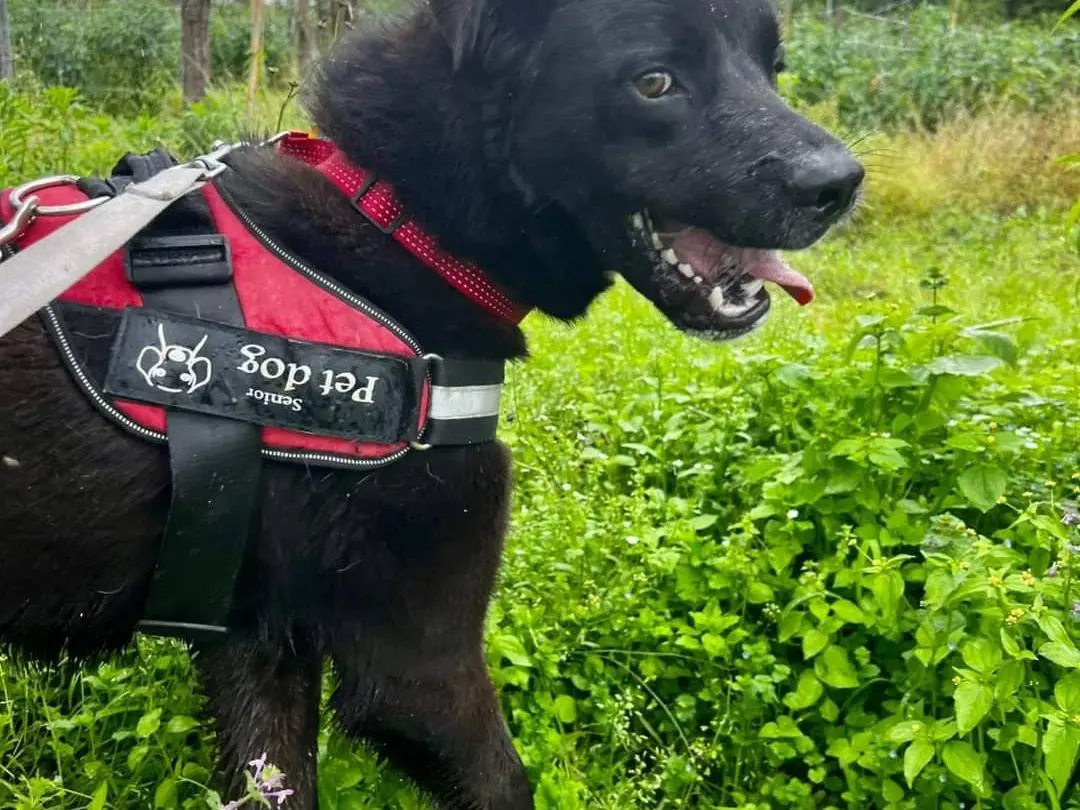 Adotta un cane, taglia grande, maschio, Napoli