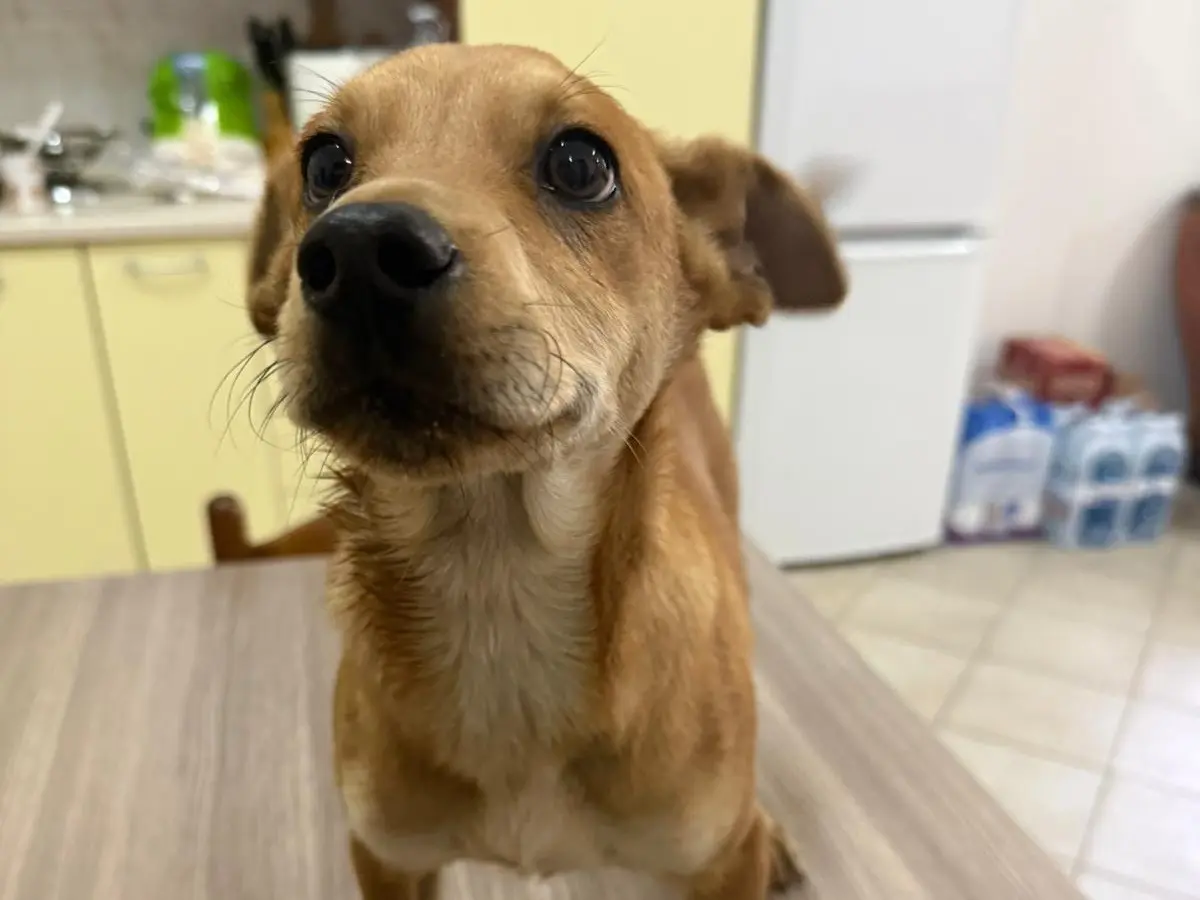 Adozione cane, maschio, Razza sconosciuta Razza sconosciuta, 9 mesi, taglia media contenuta, Cosenza