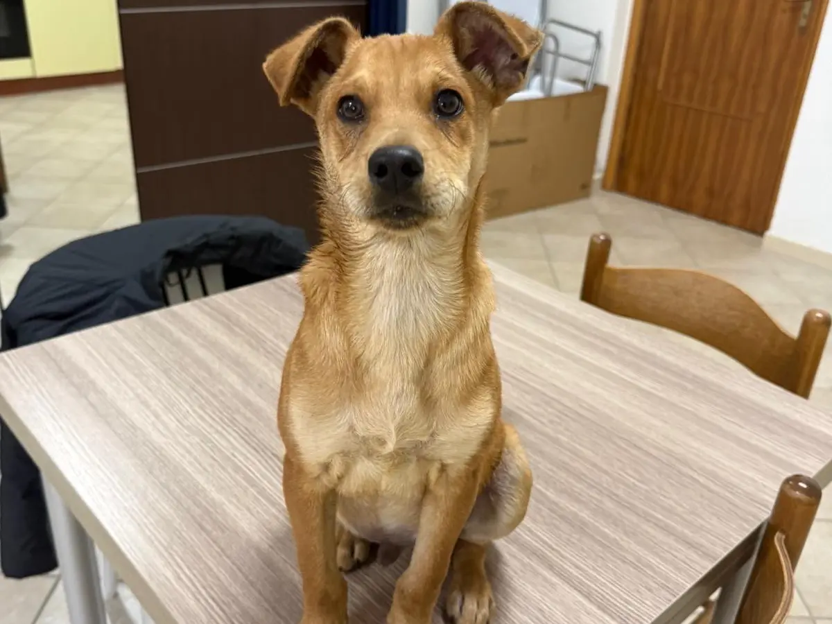 Adotta un cane, maschio, 9 mesi, Cosenza