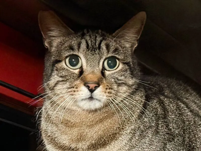Adozione gatto, femmina, Razza sconosciuta Razza sconosciuta, 11 anni e 6 mesi, taglia non valida, Monza