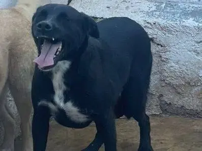 Adozione cane, maschio, Razza sconosciuta Razza sconosciuta, 4 anni, taglia media, Crotone