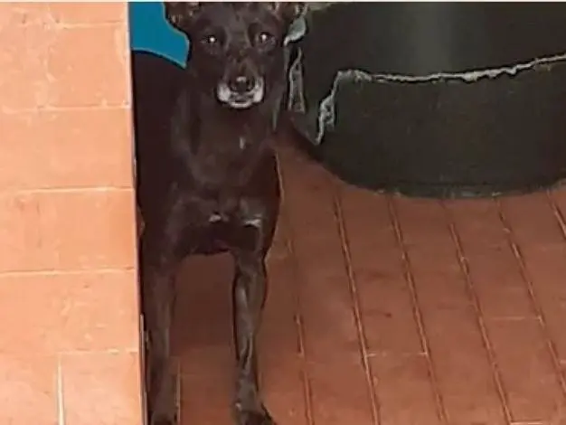 Adozione cane, femmina, Razza sconosciuta Razza sconosciuta, 6 anni e 8 mesi, taglia media contenuta, Milano