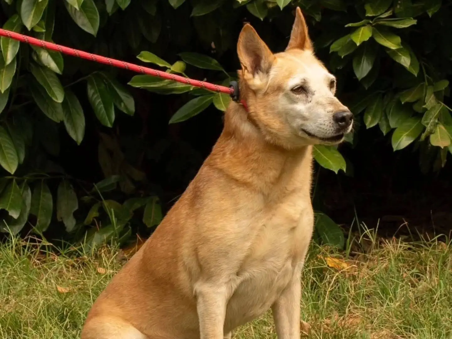 Adotta un cane, maschio, 11 anni e 2 mesi, Torino