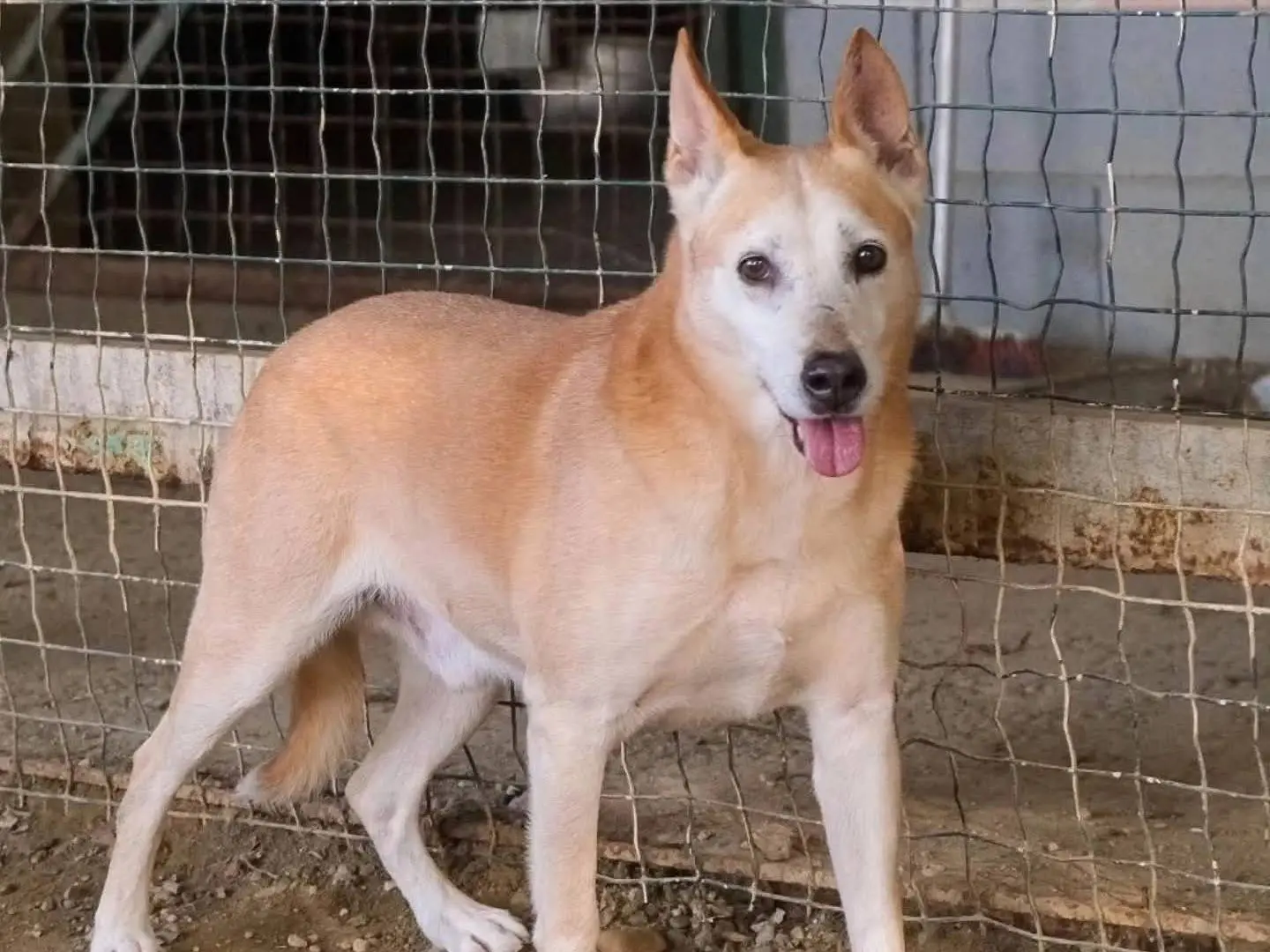 Adozione cane, maschio, Razza sconosciuta Razza sconosciuta, 11 anni e 2 mesi, taglia media, Torino