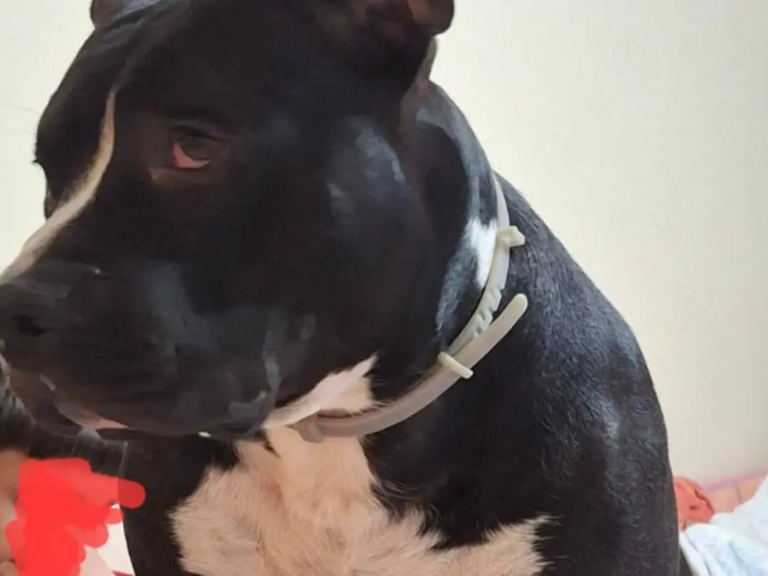 Adotta un cane, taglia grande, maschio, Mantova