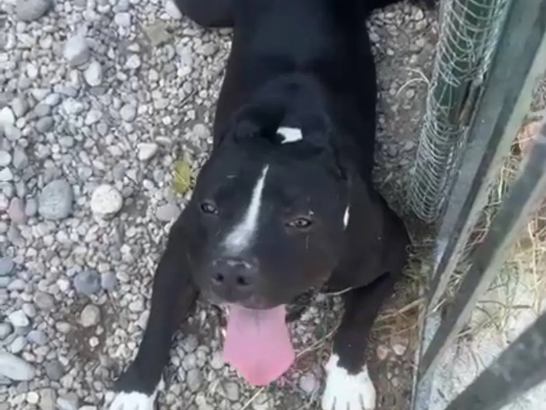 Adozione cane, maschio, Amstaff Razza sconosciuta, 3 anni e 4 mesi, taglia grande, Mantova