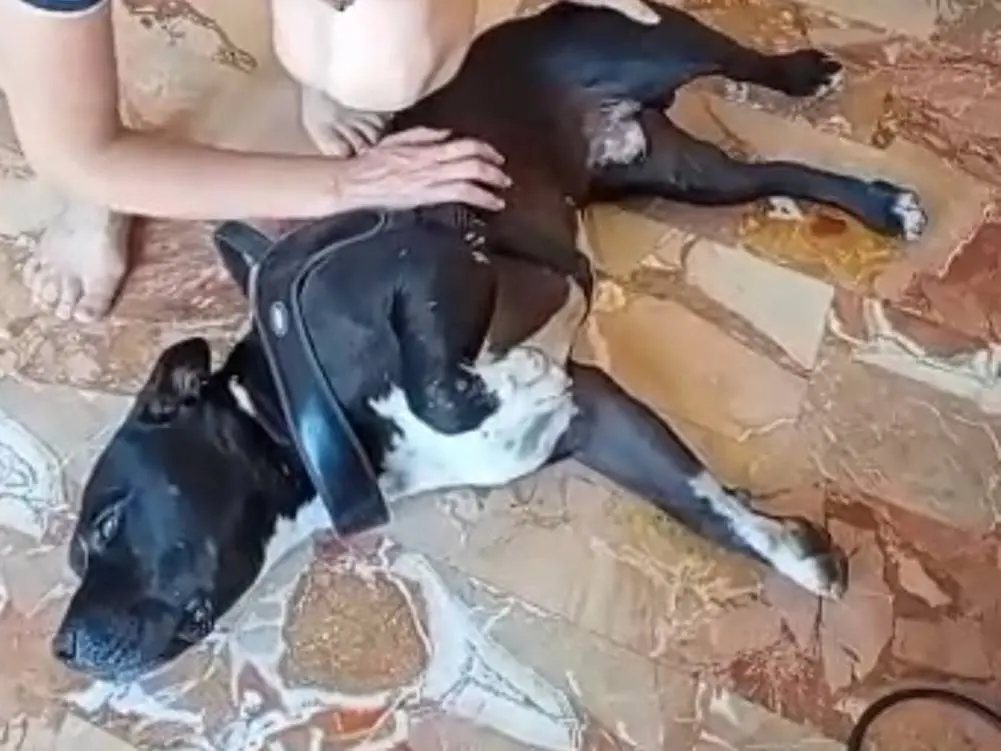 Adotta il cane Aaron a Mantova