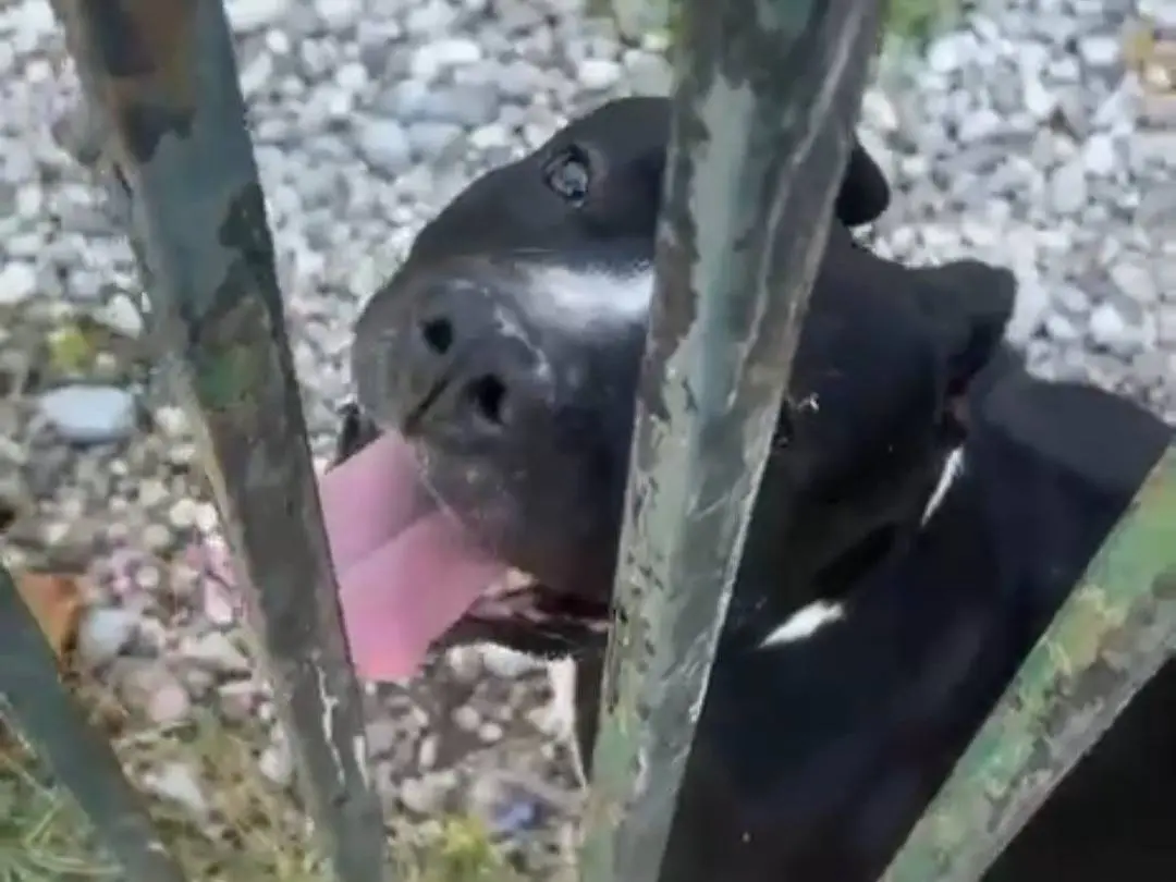 Adotta un cane, maschio, 3 anni e 4 mesi, Mantova