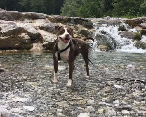 Adotta un cane, taglia media, maschio, Milano