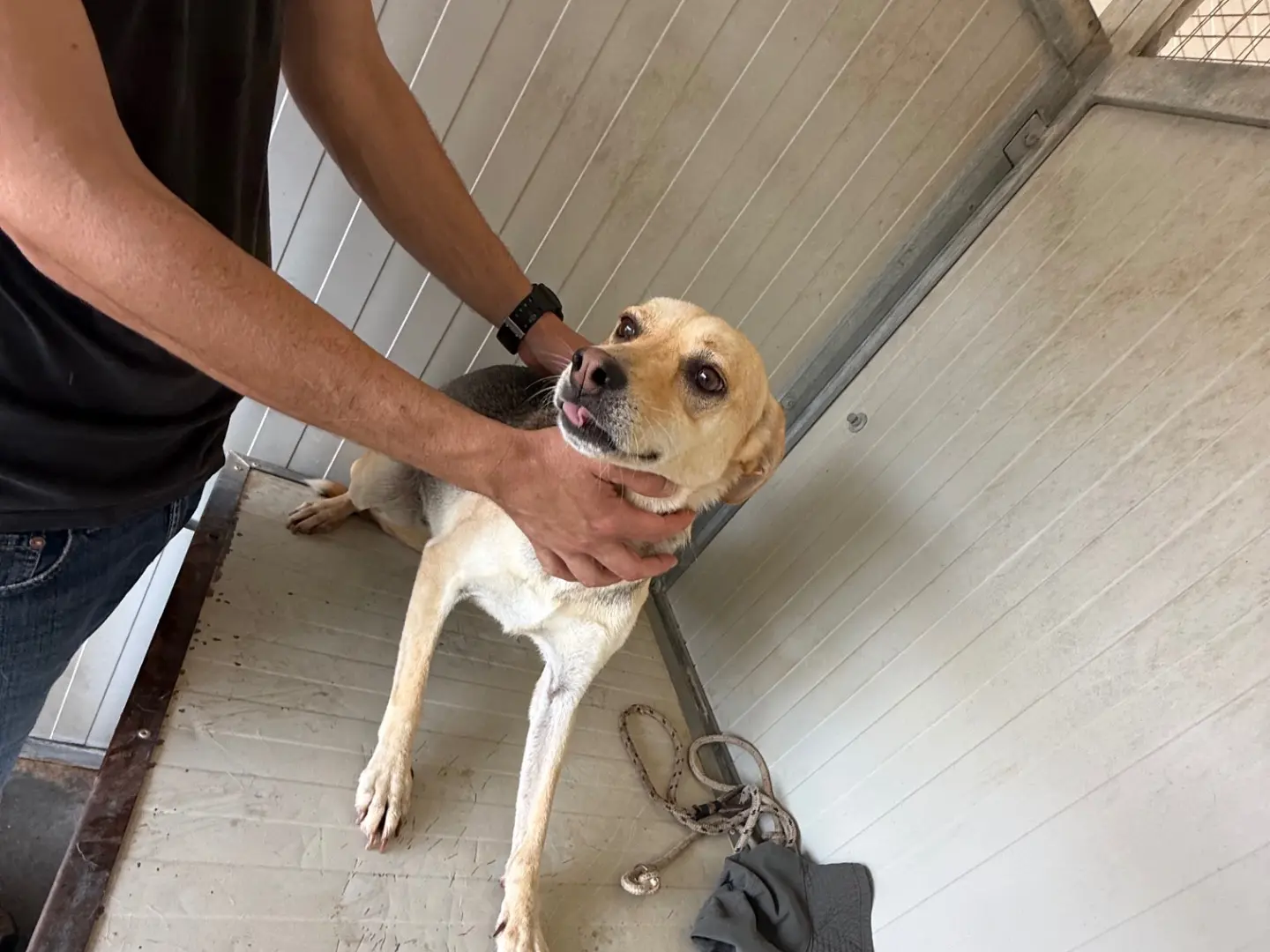 Adotta un cane, taglia media contenuta, femmina, Latina
