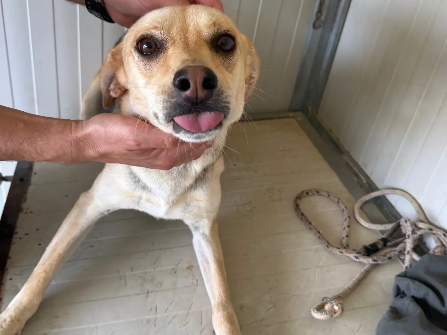 Adotta un cane, femmina, 4 anni e 1 mese, Latina