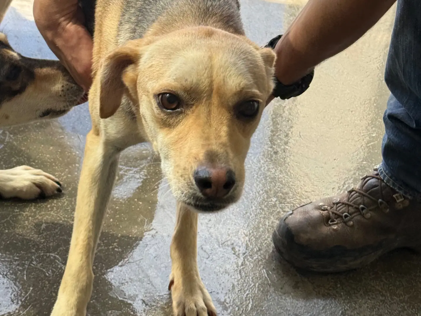 Adozione cane, femmina, Razza sconosciuta Razza sconosciuta, 4 anni e 1 mese, taglia media contenuta, Latina