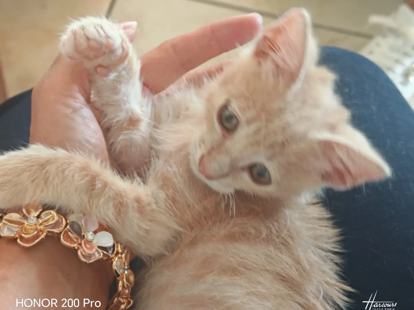 Adozione gatto, maschio, Razza sconosciuta Razza sconosciuta, 4 mesi, taglia non valida, Vibo