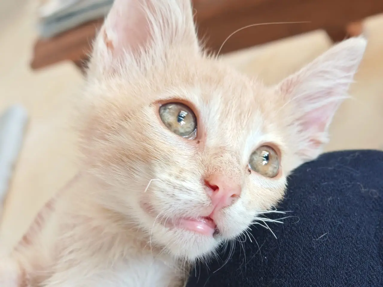 Adotta un gatto, maschio, 4 mesi, Vibo