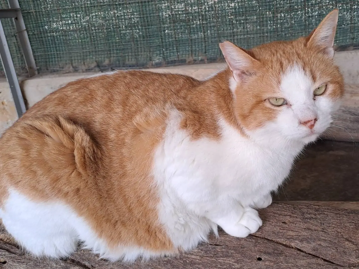 Adotta un gatto, femmina, 3 anni e 9 mesi, La