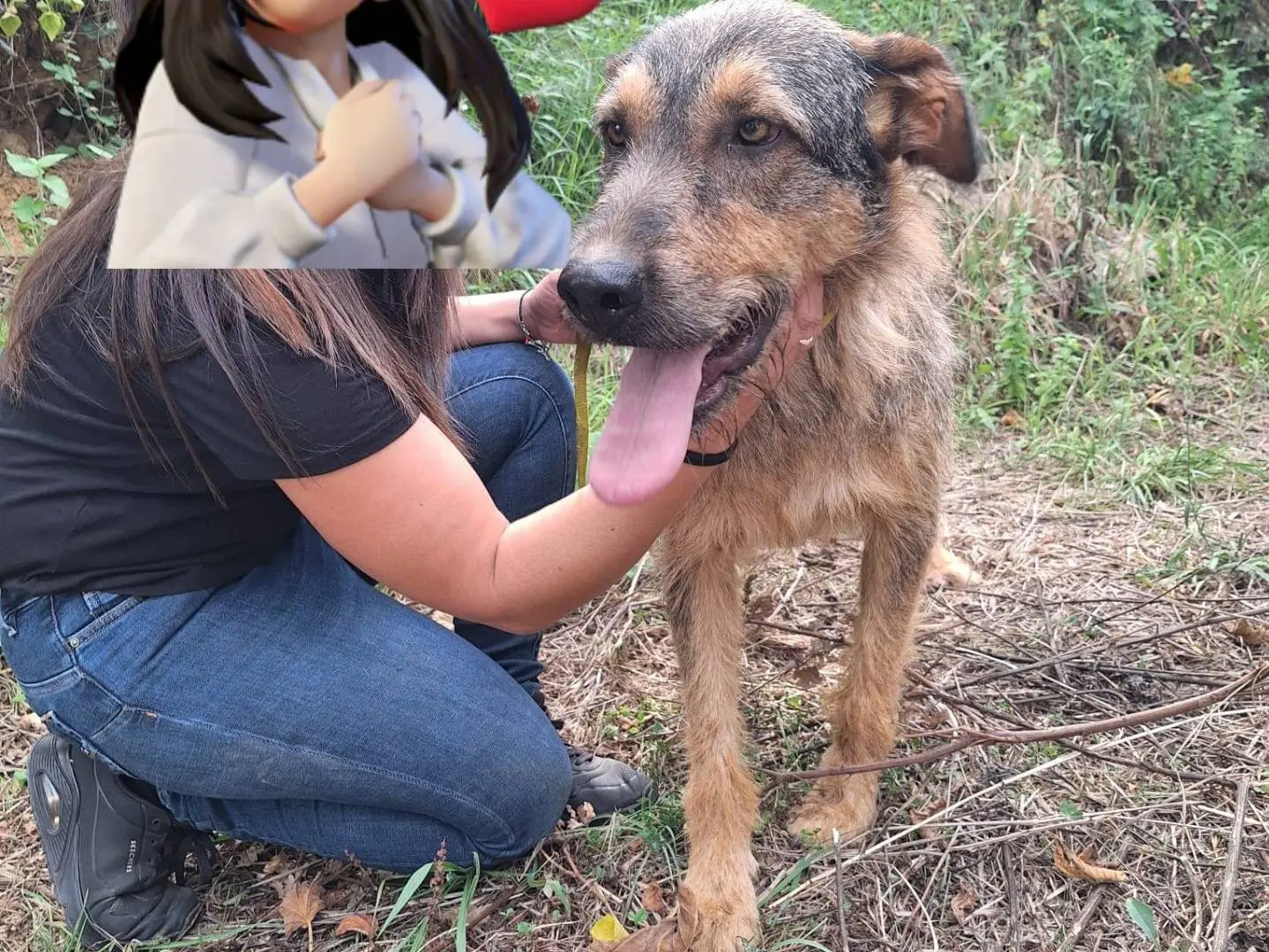 Adozione cane, maschio, Razza sconosciuta Razza sconosciuta, 2 anni e 2 mesi, taglia grande, Catanzaro