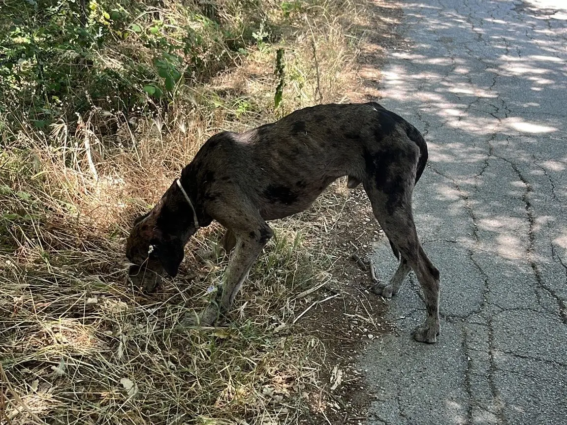 Foto 3 dell'animale