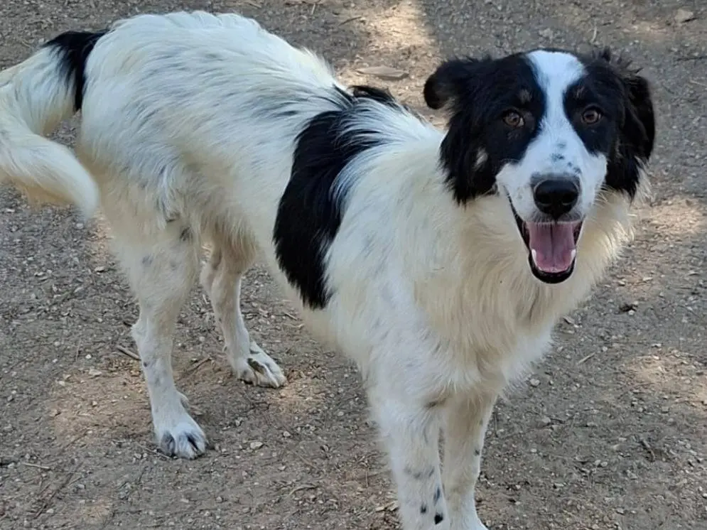 Adozione cane, femmina, Border Collie Razza sconosciuta, 7 mesi, taglia media, Bergamo