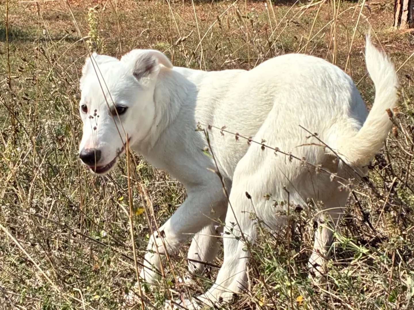 Adotta il cane Ben a Bologna