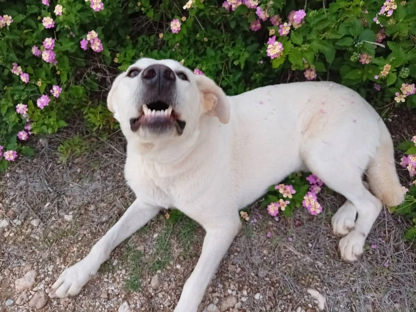 Adotta un cane, maschio, 1 anno, Milano