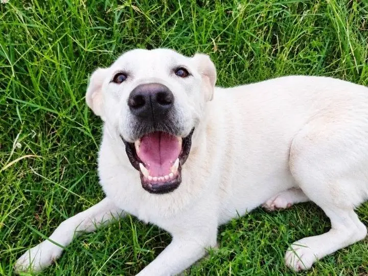 Adotta un cane, taglia media, maschio, Milano