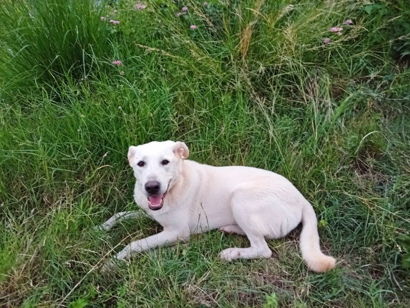 Vuoi adottare un cane a Milano?