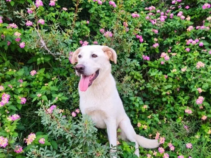 Adozione cane, maschio, Labrador Retriever Razza sconosciuta, 1 anno, taglia media, Milano