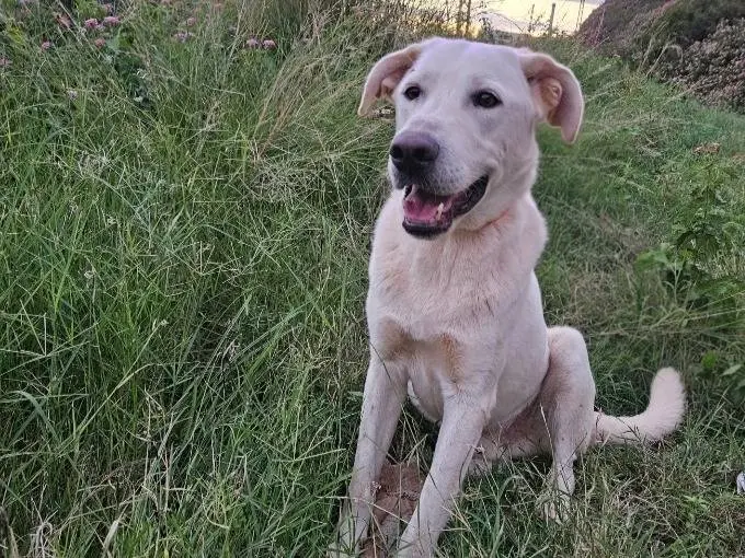 Adotta il cane Aden a Milano