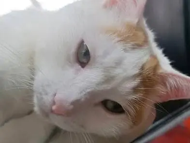 Adotta un gatto, taglia non valida, maschio, Torino