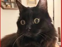Adotta un gatto, maschio, 15 anni e 7 mesi, Torino
