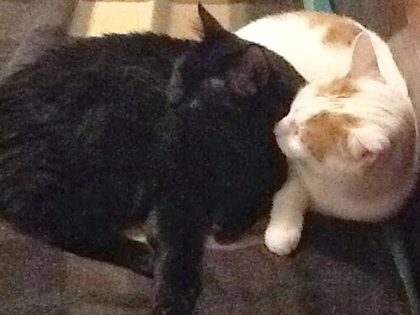 Adozione gatto, maschio, Razza sconosciuta Razza sconosciuta, 15 anni e 7 mesi, taglia non valida, Torino