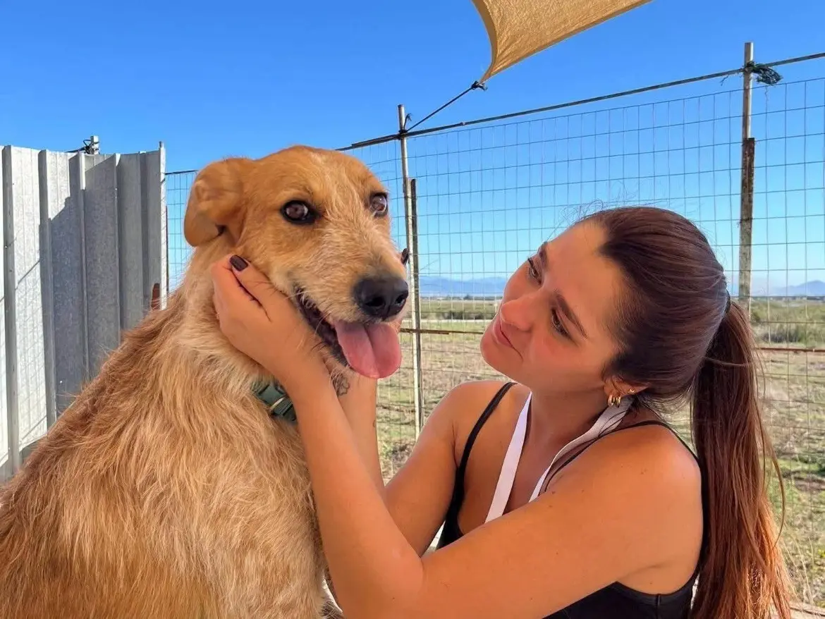 Adozione cane, maschio, Razza sconosciuta Razza sconosciuta, 4 anni e 5 mesi, taglia grande, Caserta