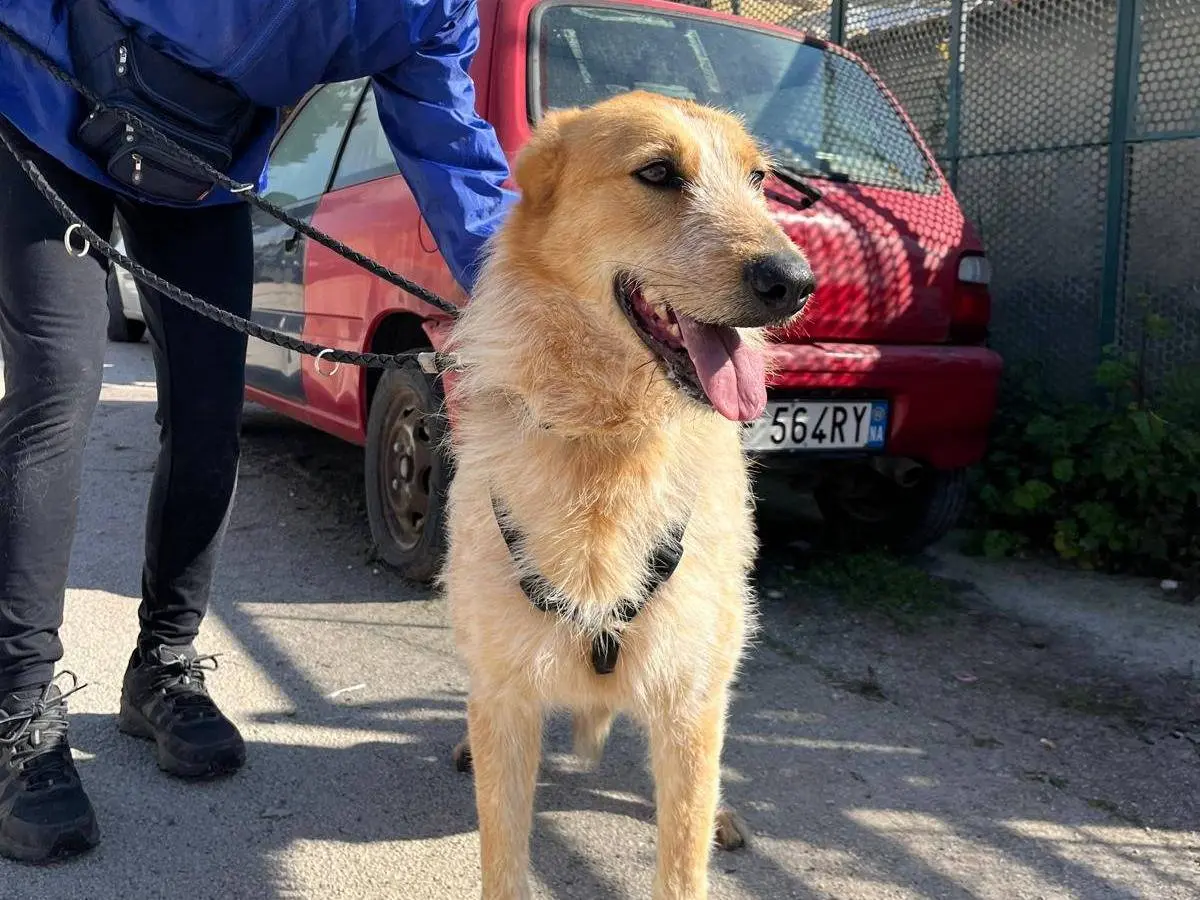 Adotta un cane, taglia grande, maschio, Caserta