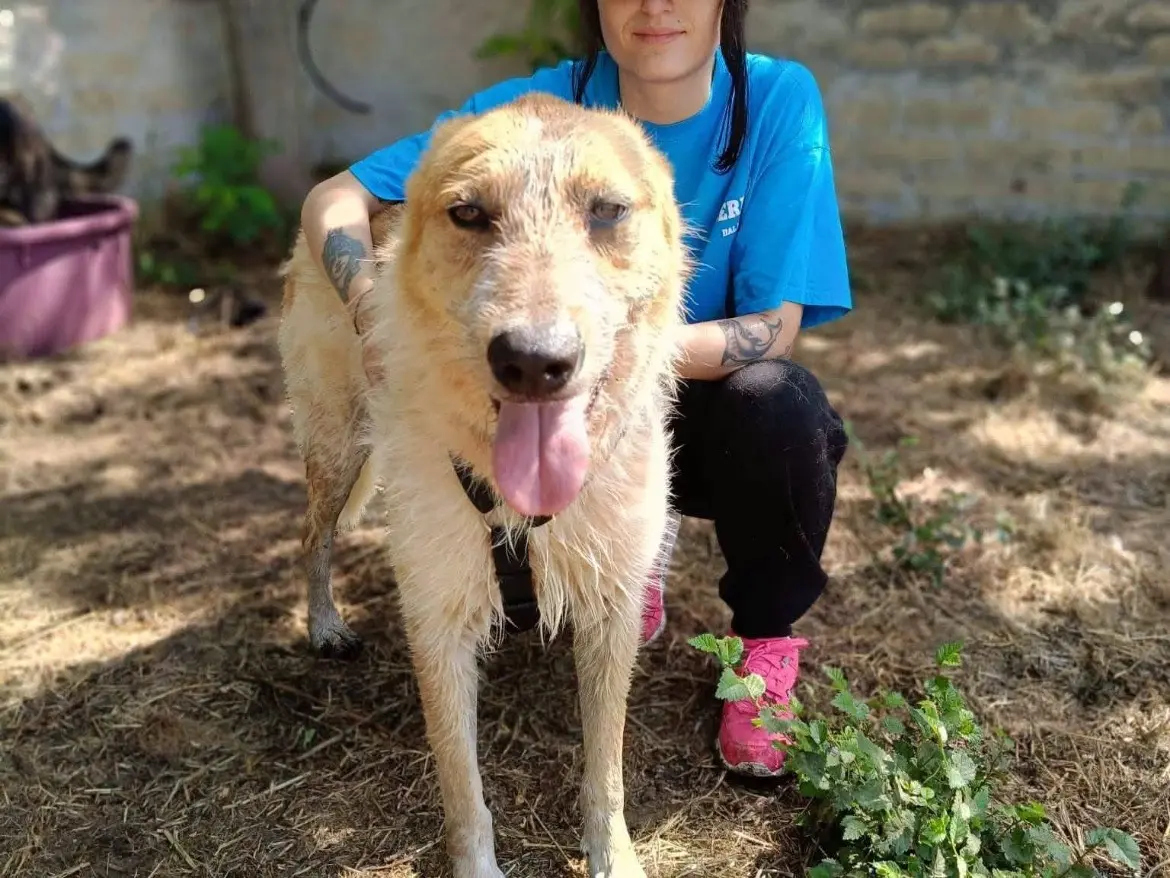 Vuoi adottare un cane a Caserta?