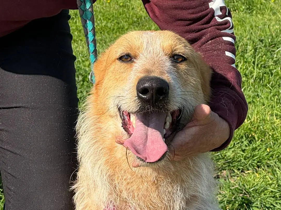 Adotta un cane, maschio, 4 anni e 5 mesi, Caserta