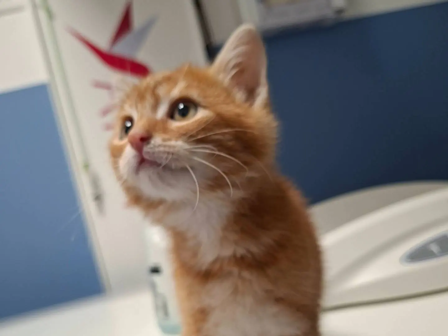 Adozione gatto, maschio, Razza sconosciuta Razza sconosciuta, 2 mesi, taglia non valida, Viterbo