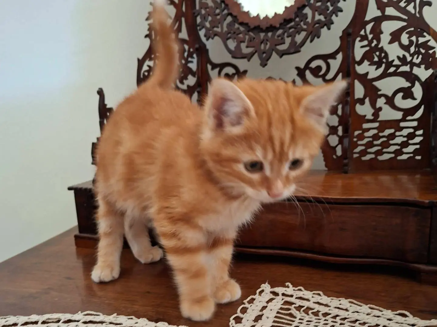 Adotta un gatto, maschio, 2 mesi, Viterbo