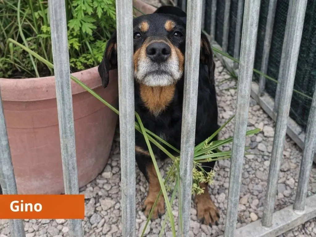 Adotta un cane, femmina, 3 anni e 5 mesi, Torino