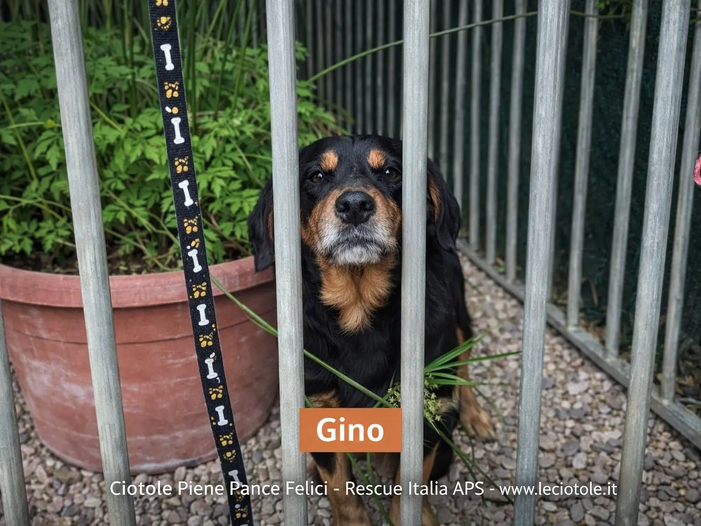 Adozione cane, femmina, Razza sconosciuta Razza sconosciuta, 3 anni e 5 mesi, taglia media, Torino