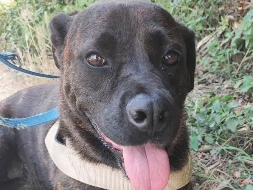 Adotta un cane, taglia piccola, femmina, Napoli