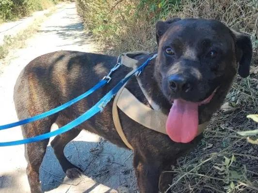 Adotta un cane, femmina, 6 anni e 10 mesi, Napoli