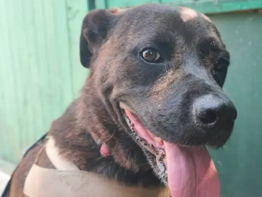 Adozione cane, femmina, Razza sconosciuta Razza sconosciuta, 6 anni e 10 mesi, taglia piccola, Napoli