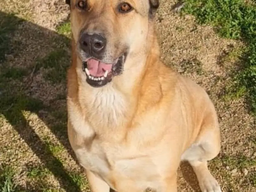 Adozione cane, maschio, Razza sconosciuta Razza sconosciuta, 4 anni e 3 mesi, taglia grande, Bari