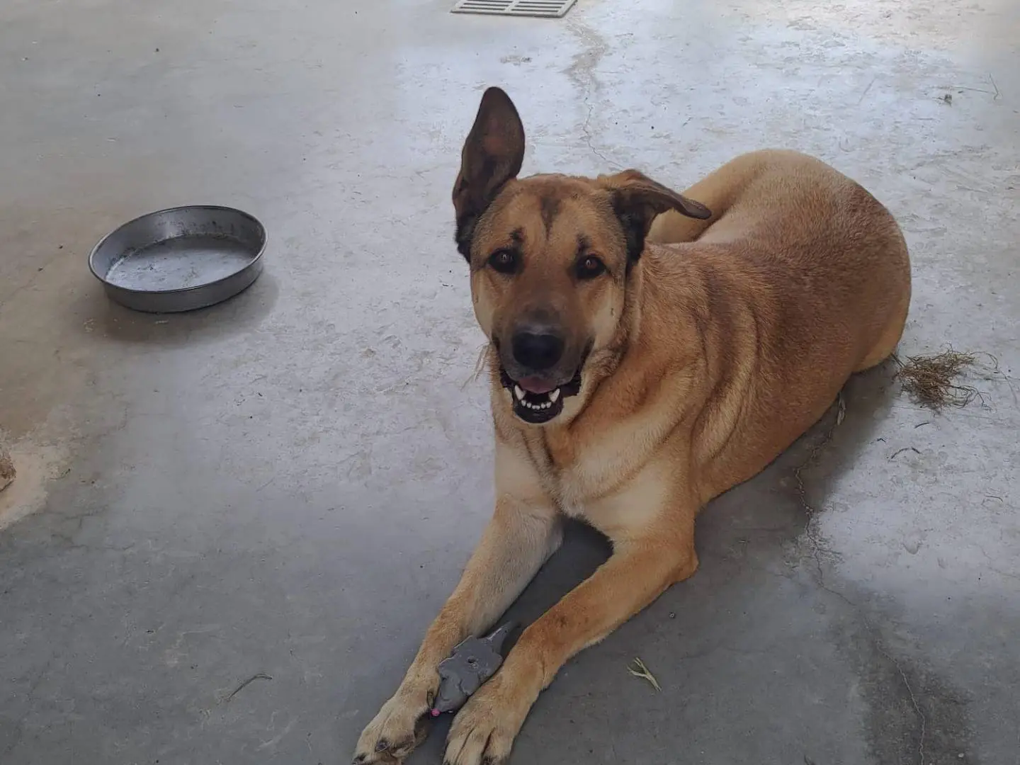 Adotta un cane, maschio, 4 anni e 3 mesi, Bari