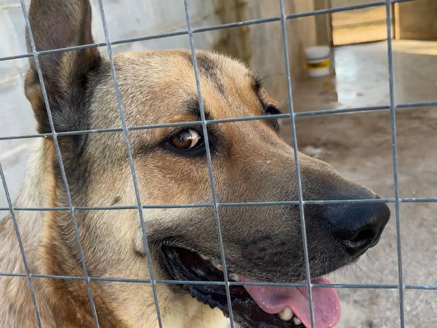 Vuoi adottare un cane a Bari?