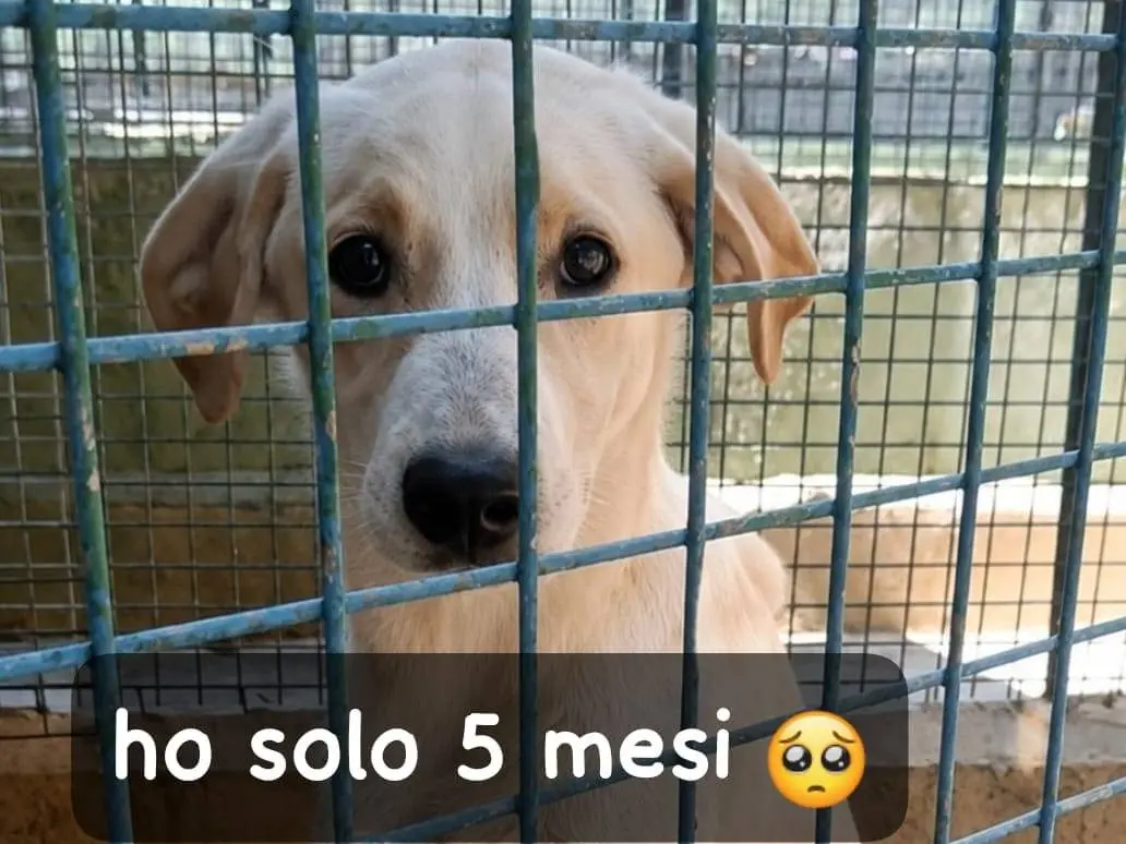 Adozione cane, femmina, Razza sconosciuta Razza sconosciuta, 7 mesi, taglia media, Arezzo