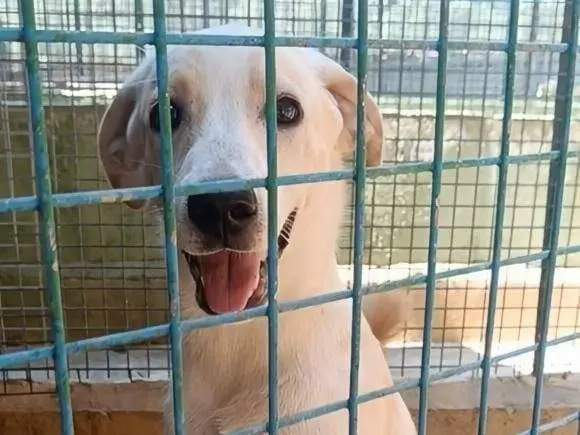 Adotta un cane, femmina, 7 mesi, Arezzo