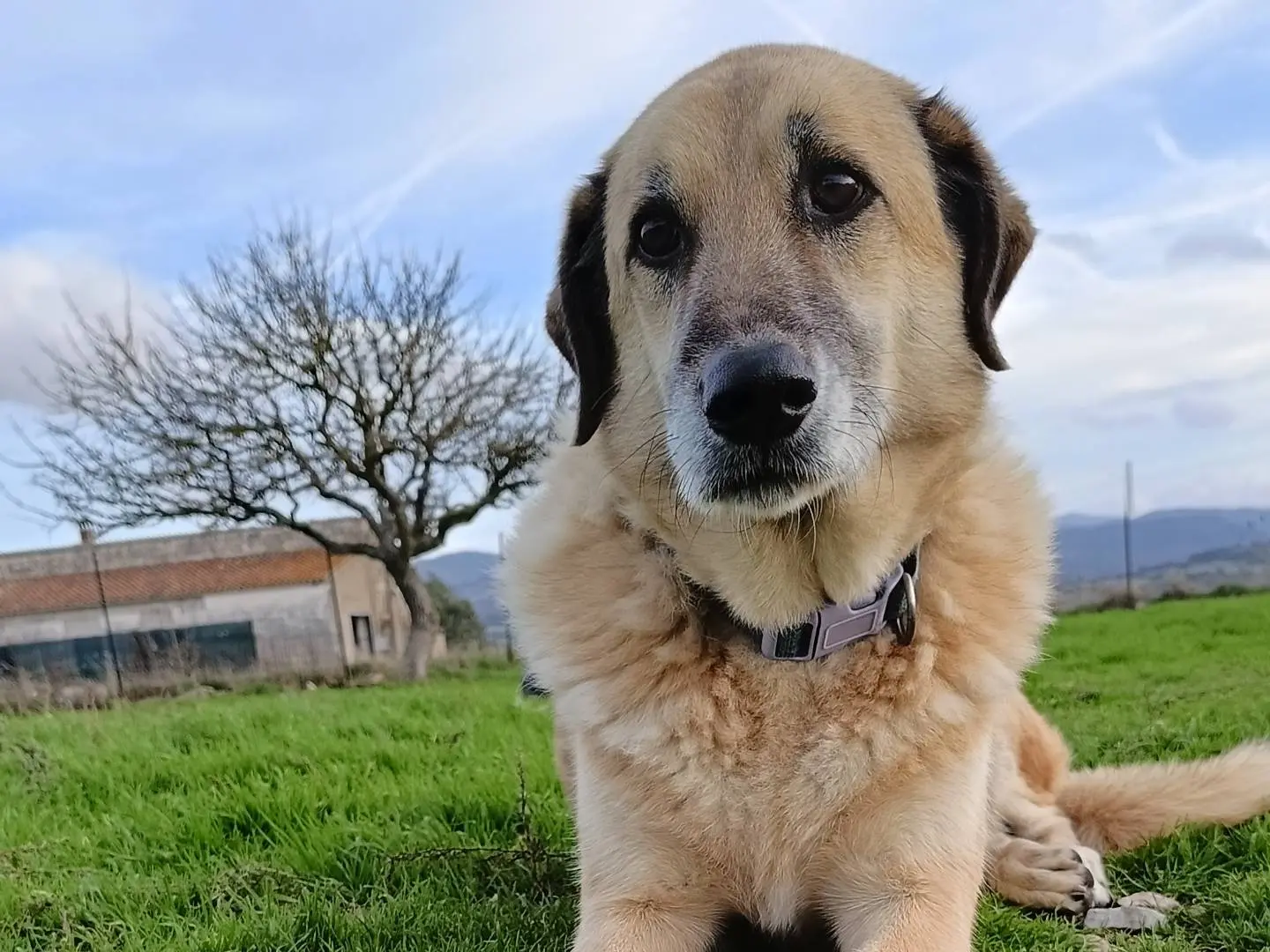Vuoi adottare un cane a Sassari?