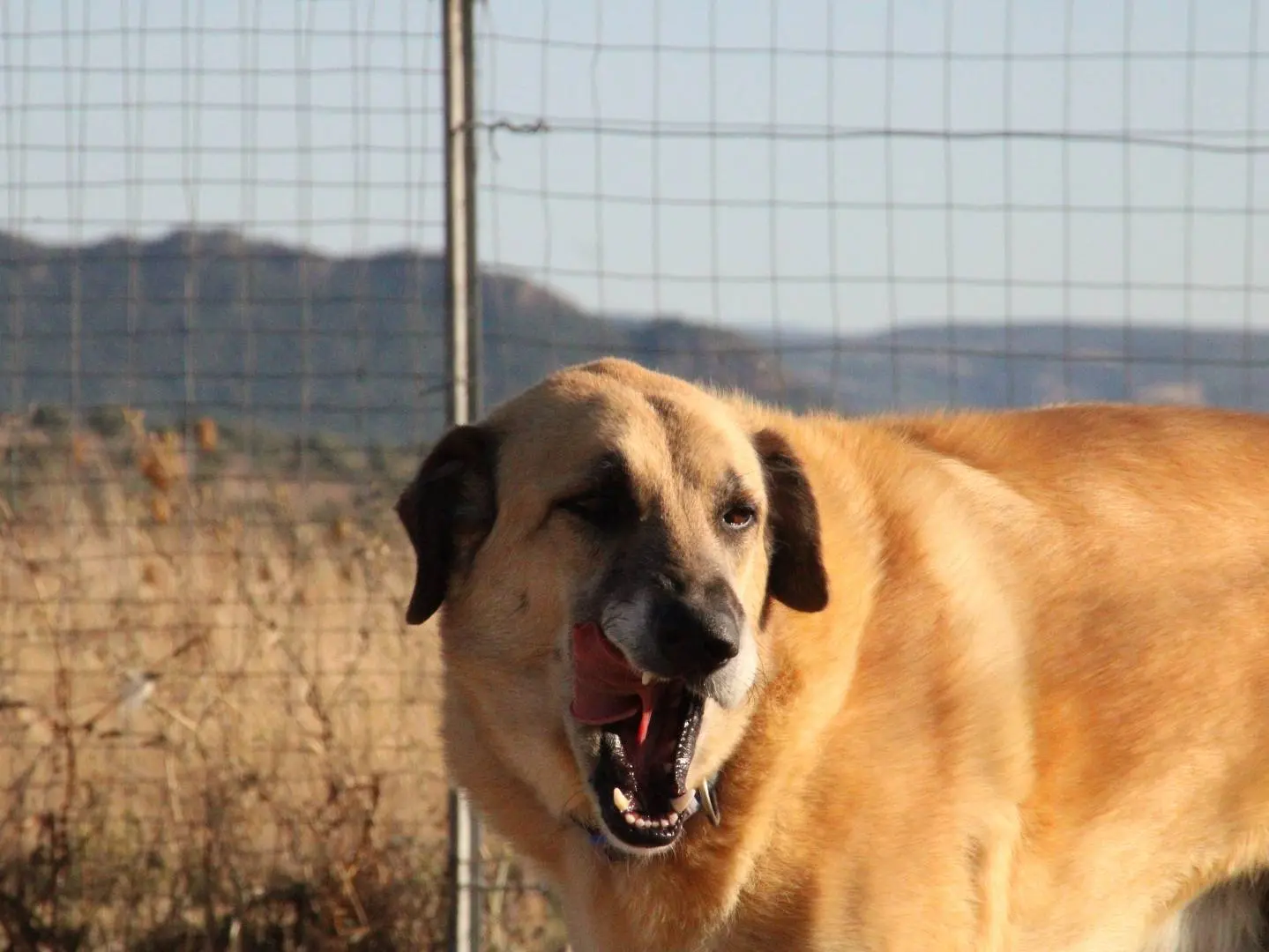 Adozione cane, maschio, meticcio, 7 anni e 9 mesi, taglia grande, Sassari
